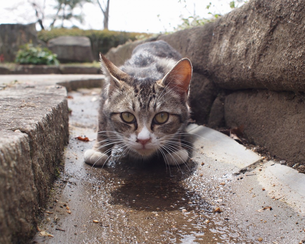 2013年４月に姫路で開催された三山大祭を見に行った帰りに姫路城で撮影したネコ。警戒しながらでもちゃんと撮らせてくれるのは猫の可愛いところ。でも撮った後にあっさりにげていってしまった。