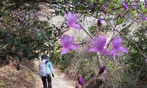 ４月中旬、山桜と山ツツジがあちこちで咲き乱れている