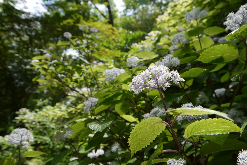 コアジサイ 六甲山で最も早く咲き始めるアジサイ品種。独特の良い香りが漂っていました。この子はアジサイにしては珍しく種をつけてドンドン増えます。