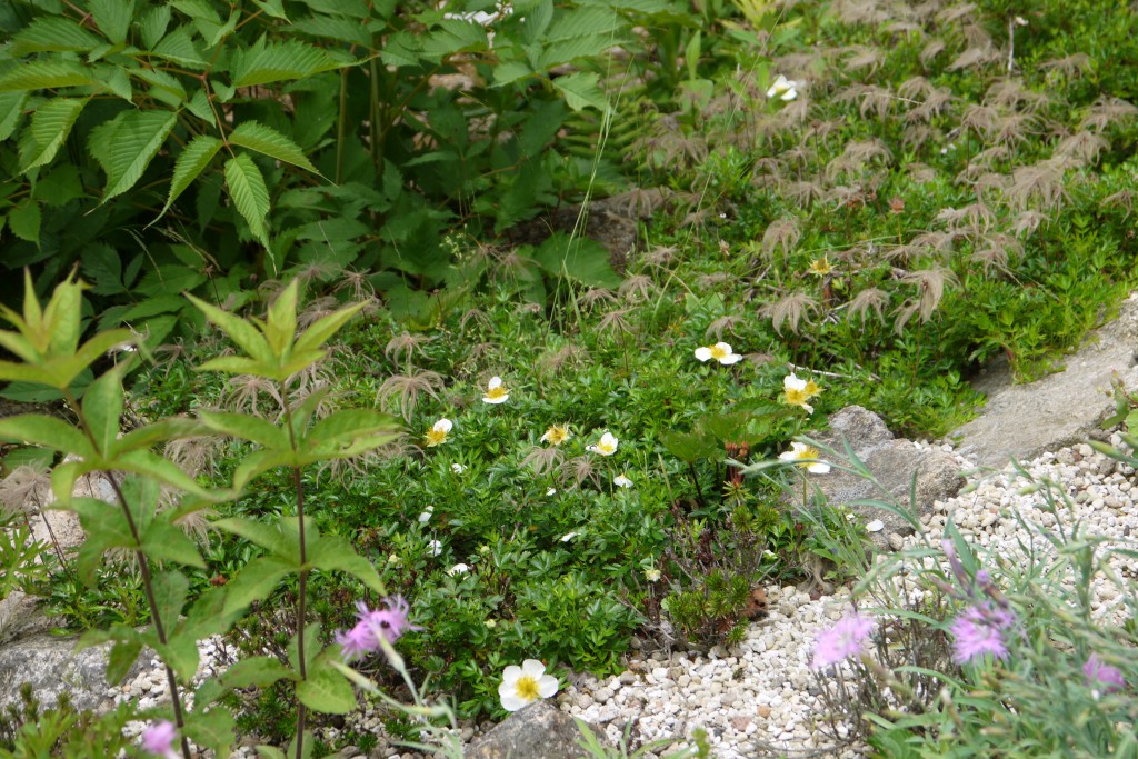チングルマ これも日本の高山植物では代表的品種。７月くらいに高地に行けば大抵お花畑状態になっていますね。でも今日はまだ１株しか咲いてませんでした。