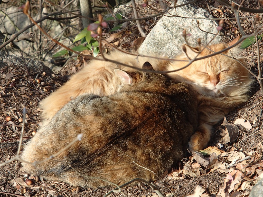 ロックガーデンの猫 さすがに ﾌﾞﾙﾌﾞﾙ(o+д+o)寒ぅぃｻﾑｨのか２匹で寄り添うように暖をとっていた。いつもならエサー！と寄ってきてくれたりするが・・・今日は無理そうな雰囲気。