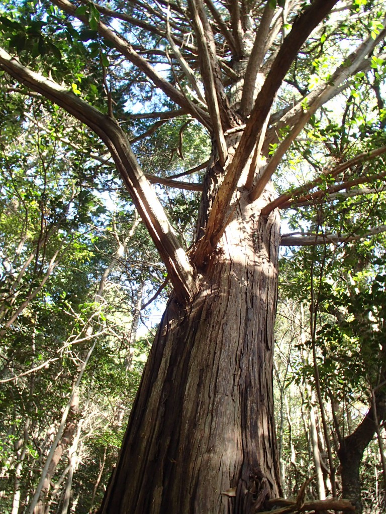 歩い程度、登っていけばこんな大きな杉があったりします。枝を落としていないところをみると自生して数百年以上はたっているのでしょう、なんとなく感慨深い。大杉さんが枯れてしまった後の摩耶山のマザーツリーっぽいです。