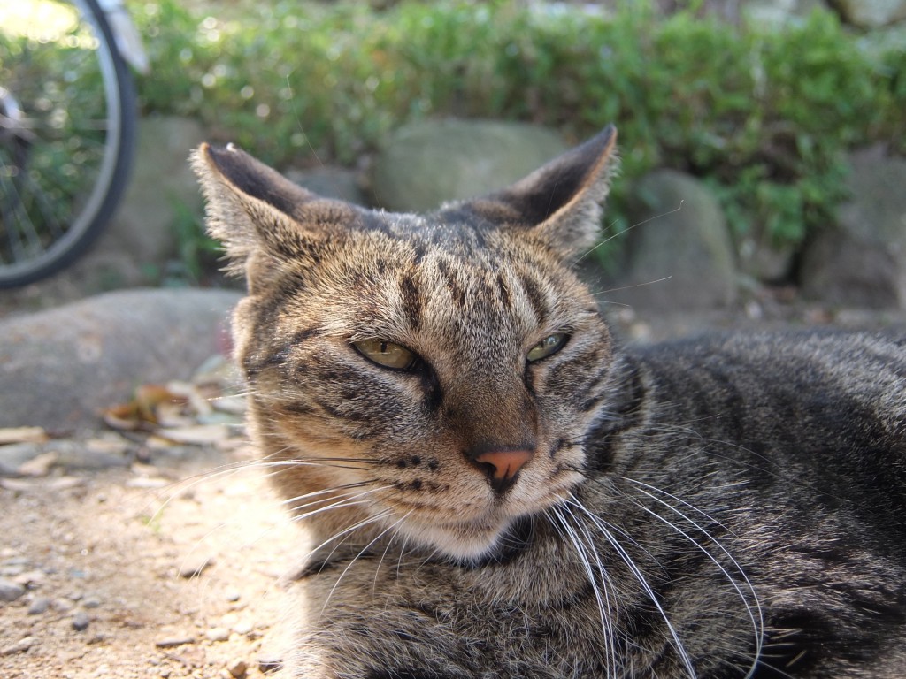 姫路城のネコは相変わらず愛想がない。エサをやる人（野良にエサを与えてはいけません）が減ったとかで観光客にカンパ募ってました。