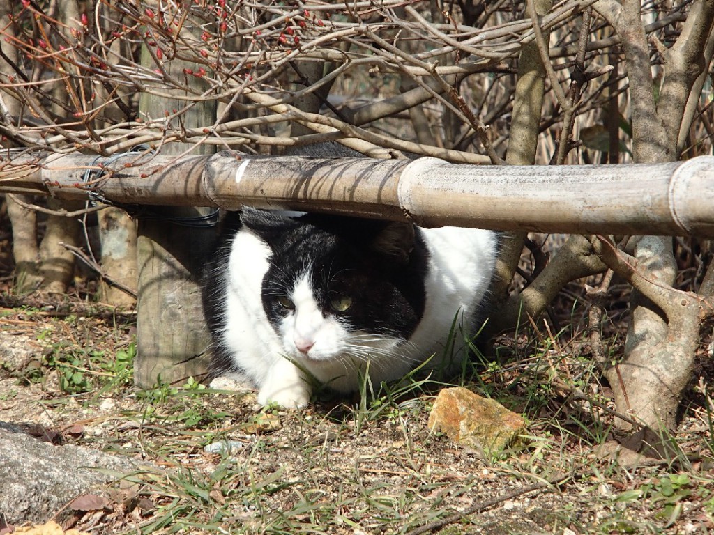 摩耶山のハチワレねっこ