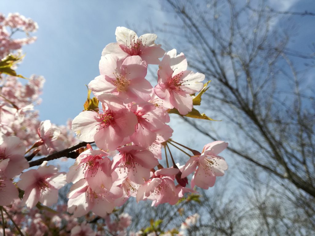 北山公園　河津桜