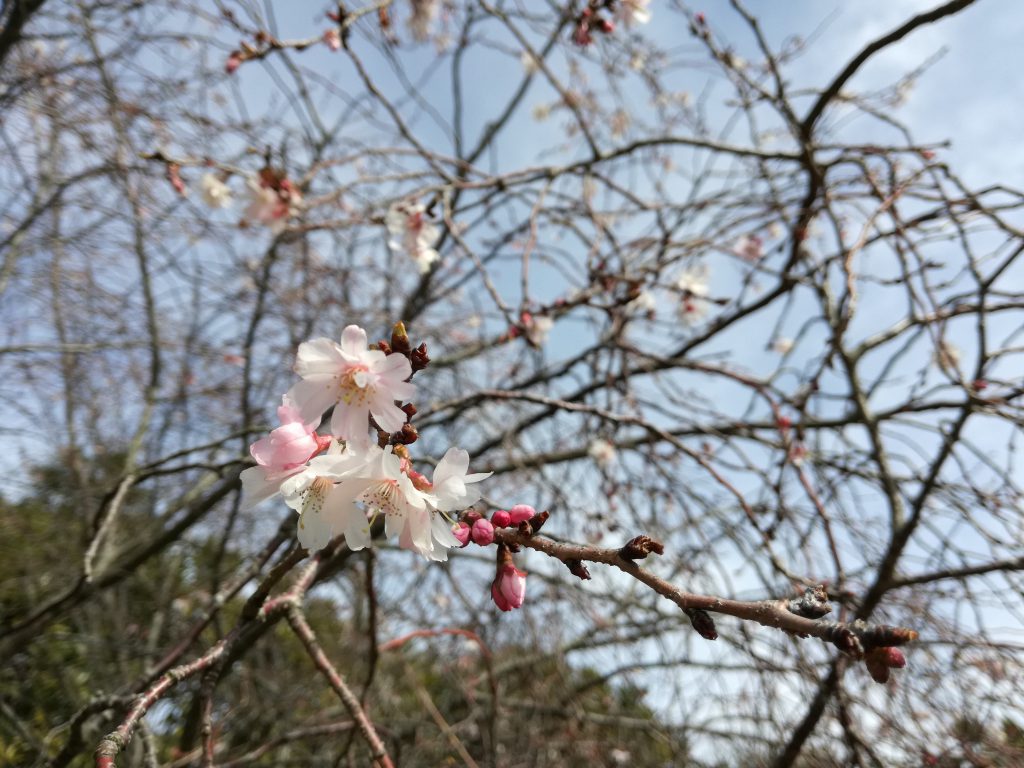 北山公園　十月桜